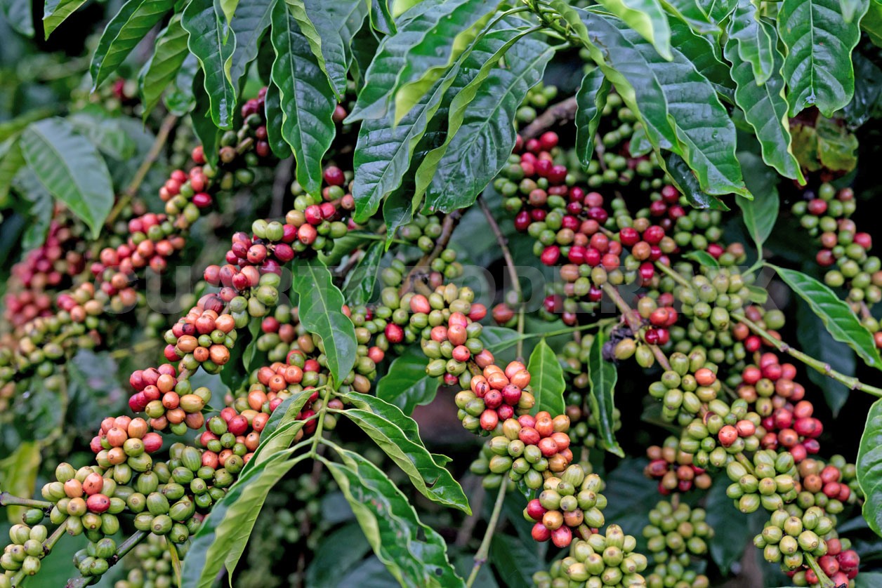 Prácticas agroecológicas permitirán exportar café