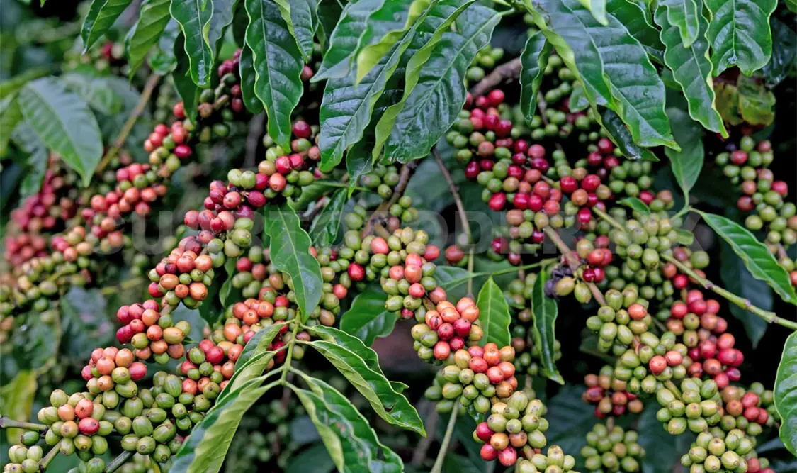El investigador dijo que en Chiapas ya tienen todo un camino recorrido con productores de café. Diego Pérez / CP