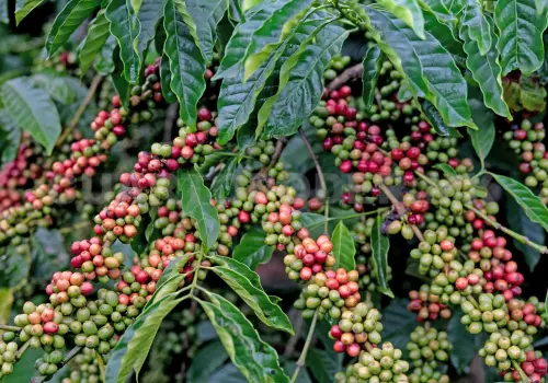 Prácticas agroecológicas permitirán exportar café