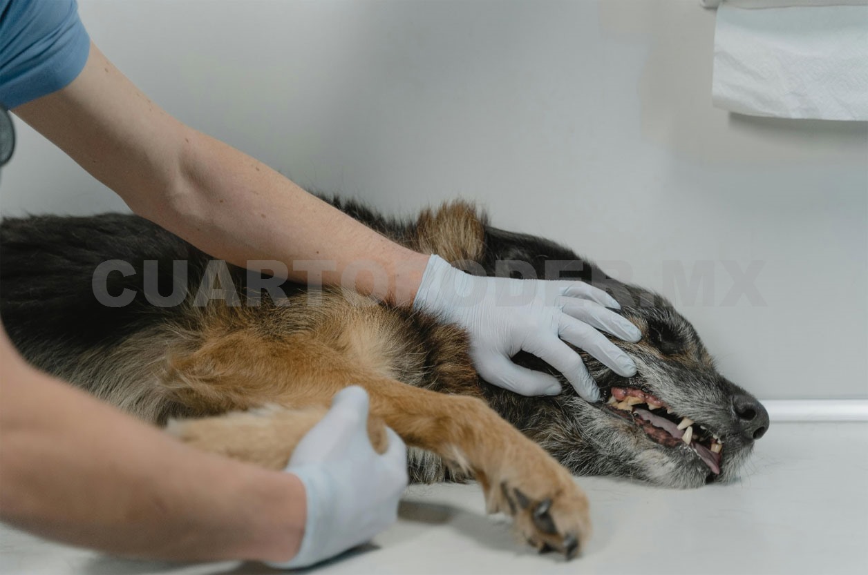Sanciones al maltrato animal van en serio