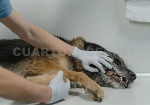 Sanciones al maltrato animal van en serio