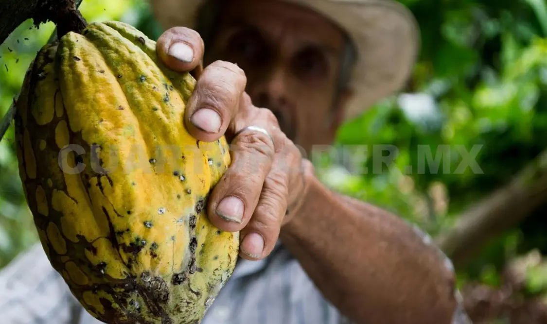 Las personas implementan la siembra de cultivos intercalados. Diego Pérez / CP