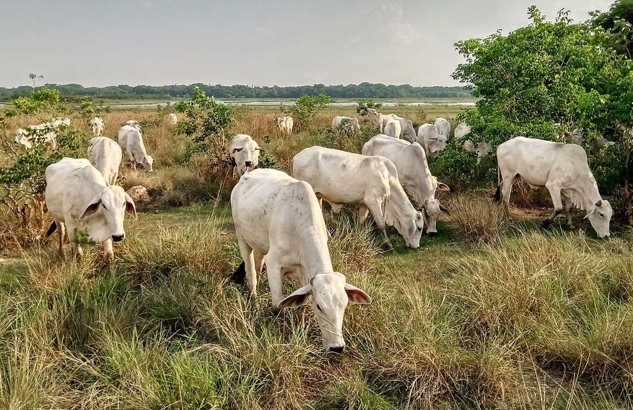 Promueve Sader ganadería bovina sustentable