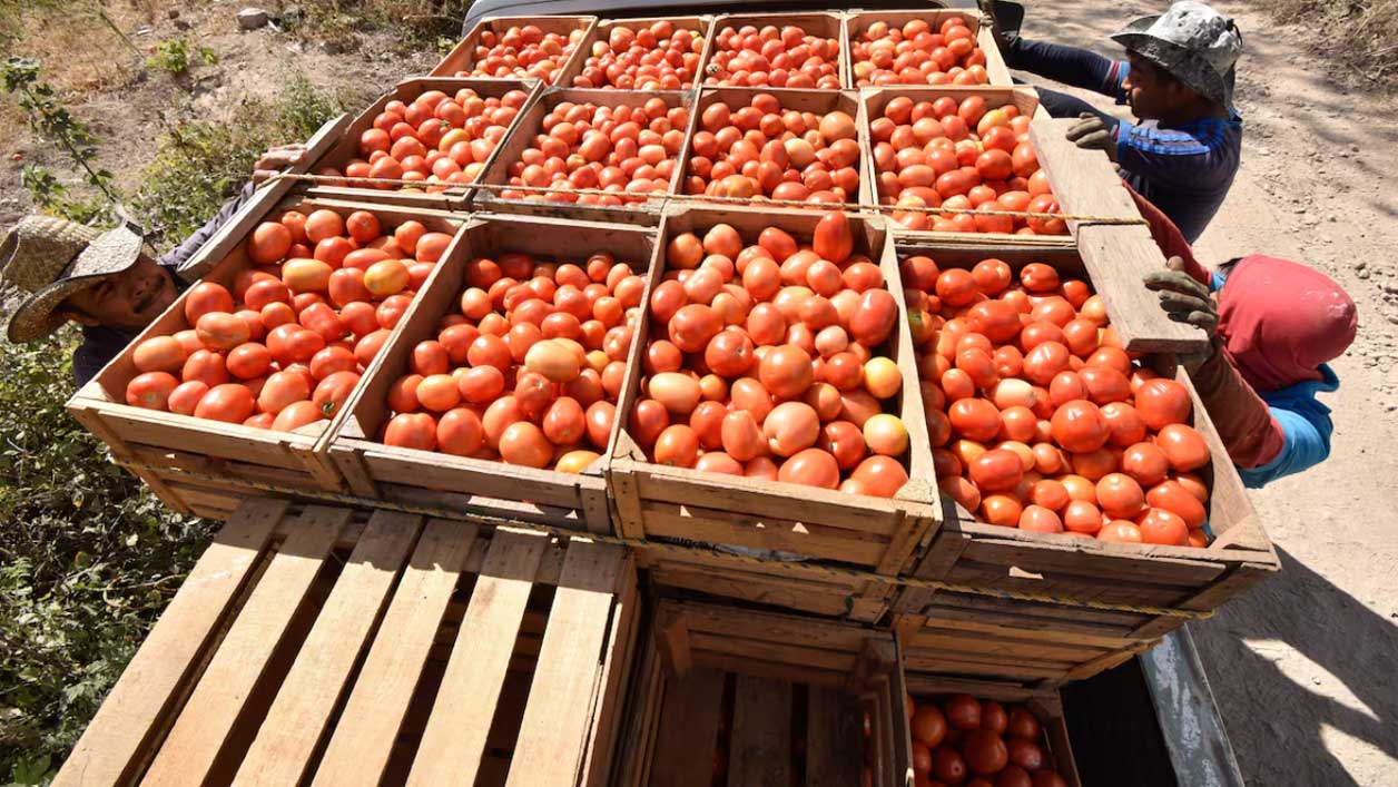 México: precios mínimos a exportaciones de tomate