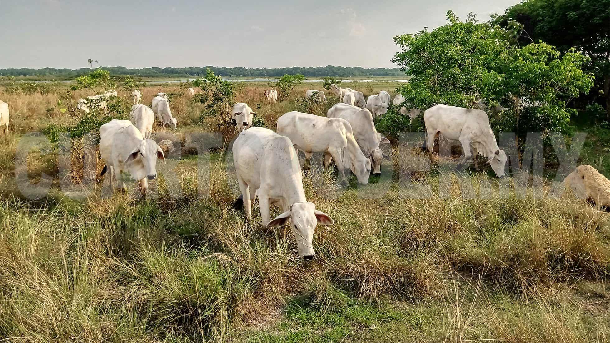 Promueve Sader ganadería bovina sustentable