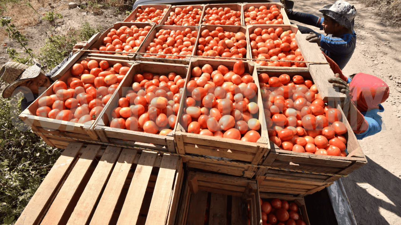 El país establece precios mínimos a exportaciones de tomate