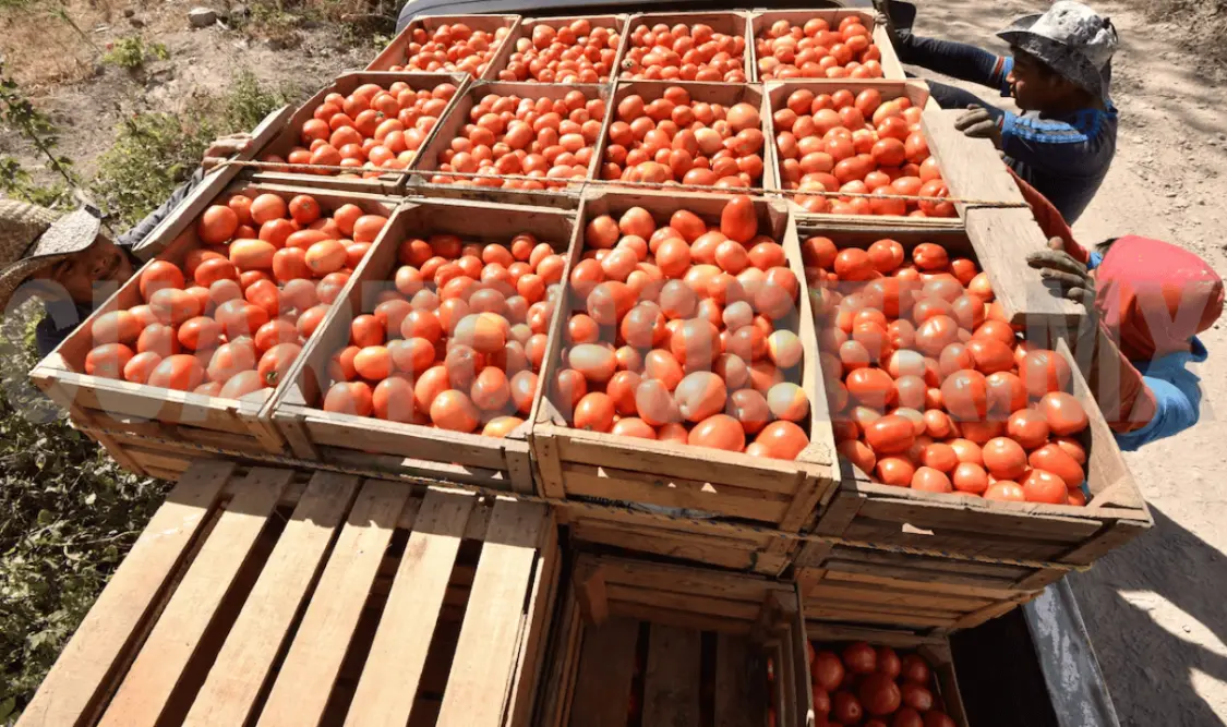 El país establece precios mínimos a exportaciones de tomate