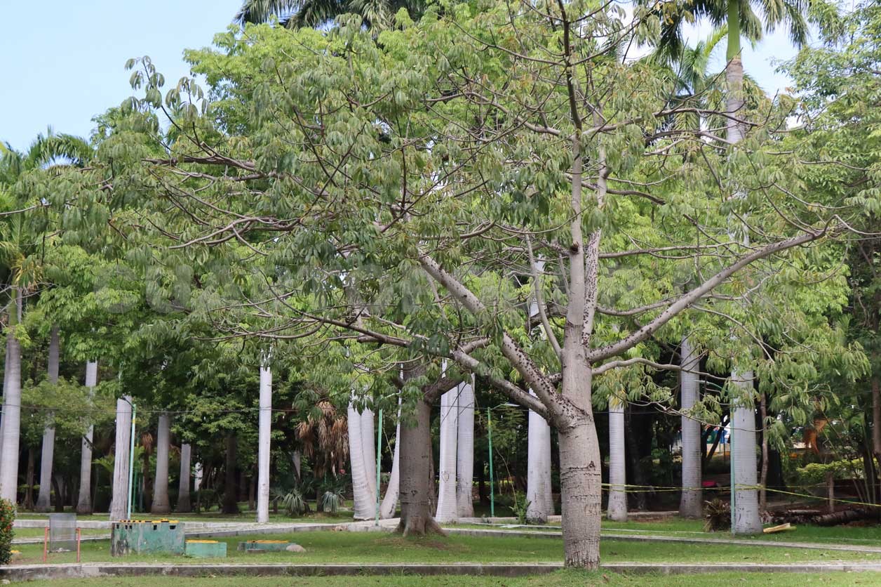 Urge conservar más áreas verdes urbanas