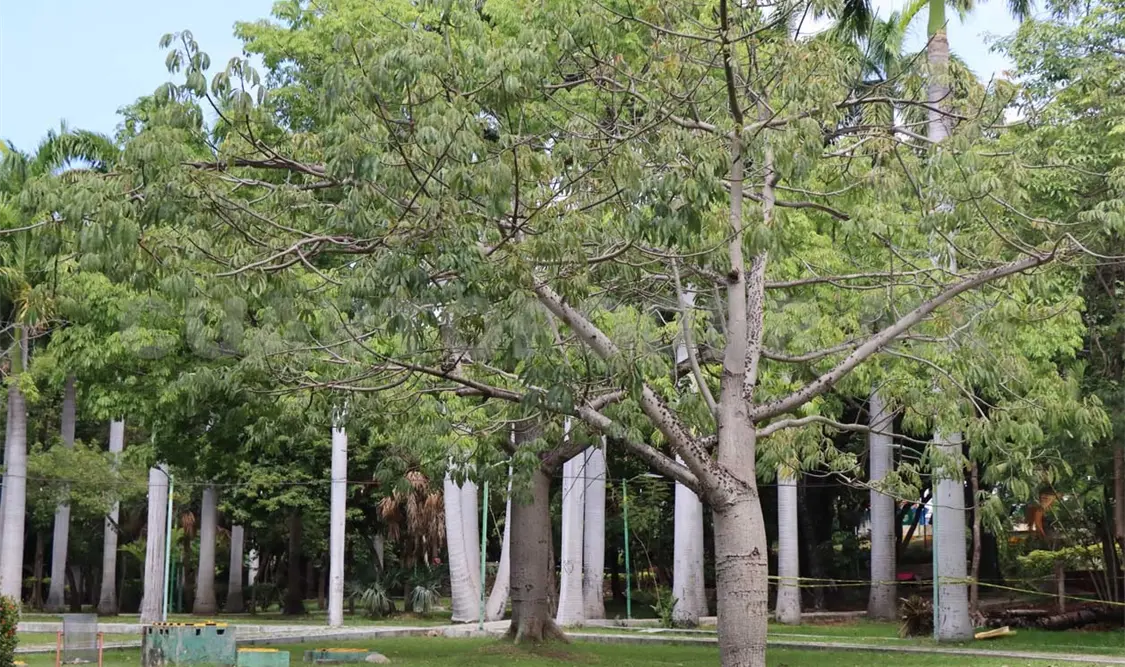 La investigadora dijo que los datos obtenidos ayudarán a los que toman las decisiones a cuidar mejor el parque. Diego Pérez / CP
