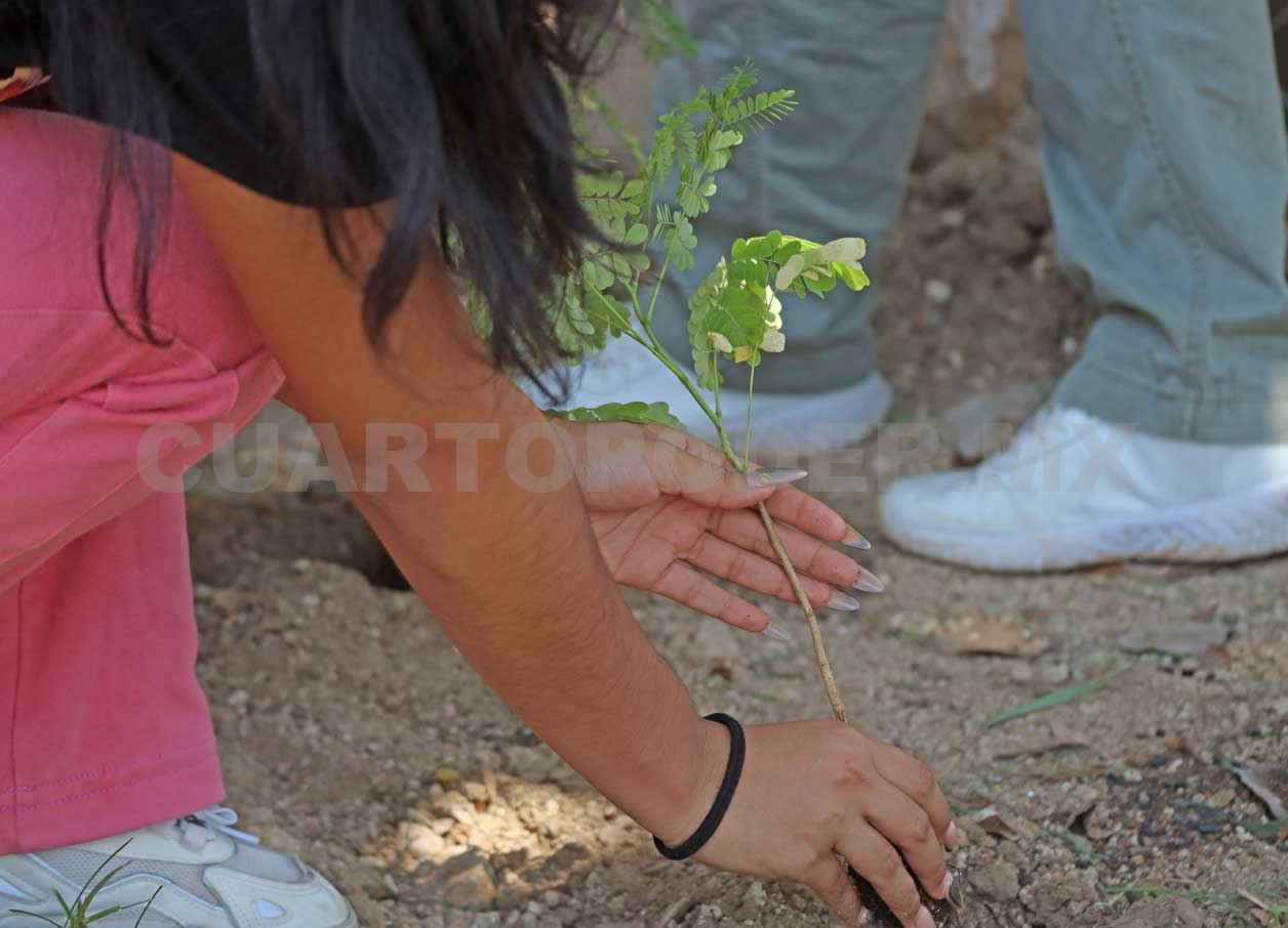 Impulsan la reforestación y ganadería sostenible