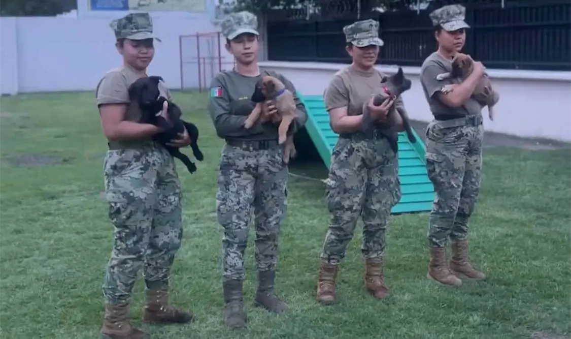 Entrenan cachorros generación FIFA de belga malinois