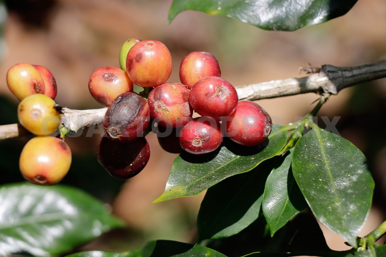 Crece valor agrícola pero reduce superficie cultivada en Chiapas