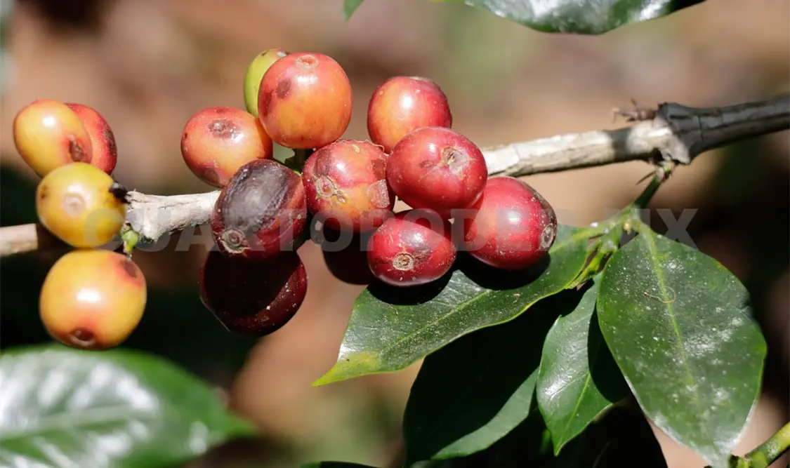 Chiapas ocupa primer lugar en producción de café. Carlos López / CP