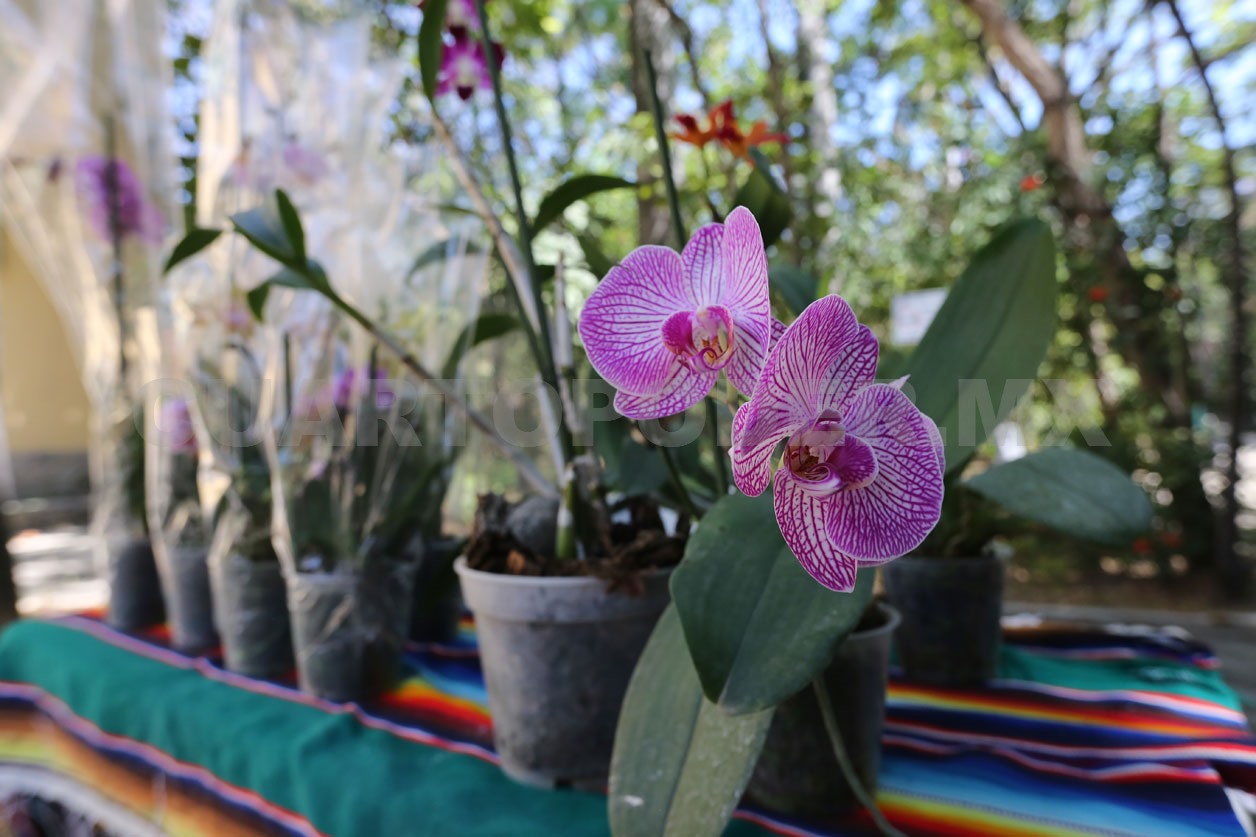 Descubren patrones para proteger las orquídeas