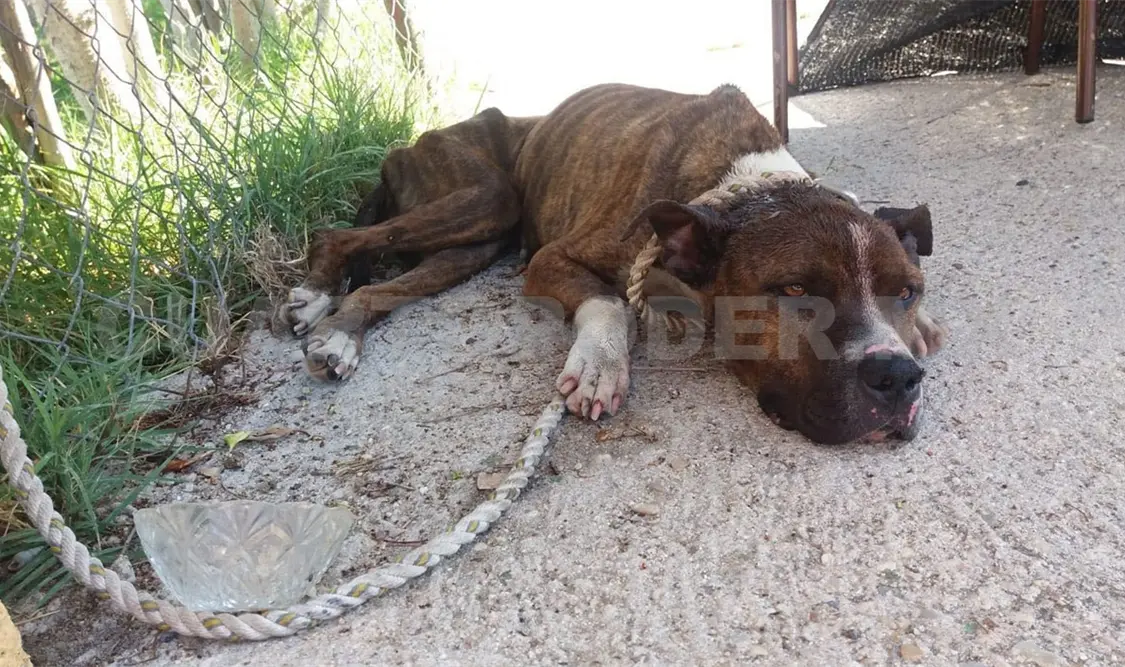 Desde el 2 de julio, el maltrato y la crueldad hacia perros y gatos ya están tipificados. Carlos López / CP