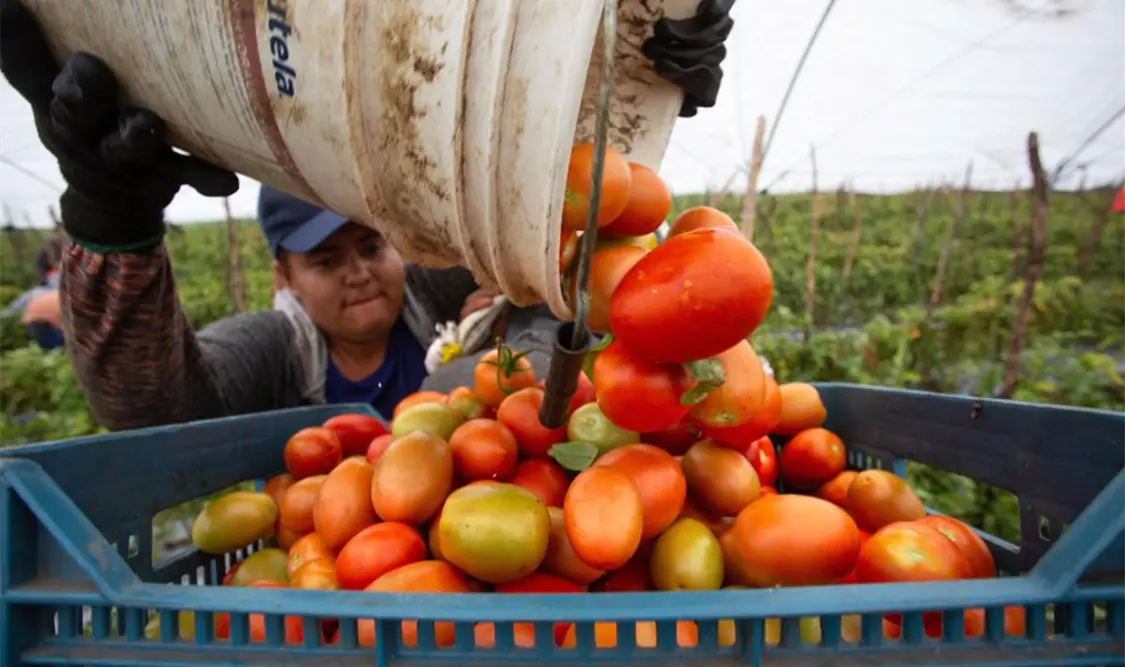 El Gobierno de México impuso precios mínimos a las exportaciones de jitomate. Cortesía