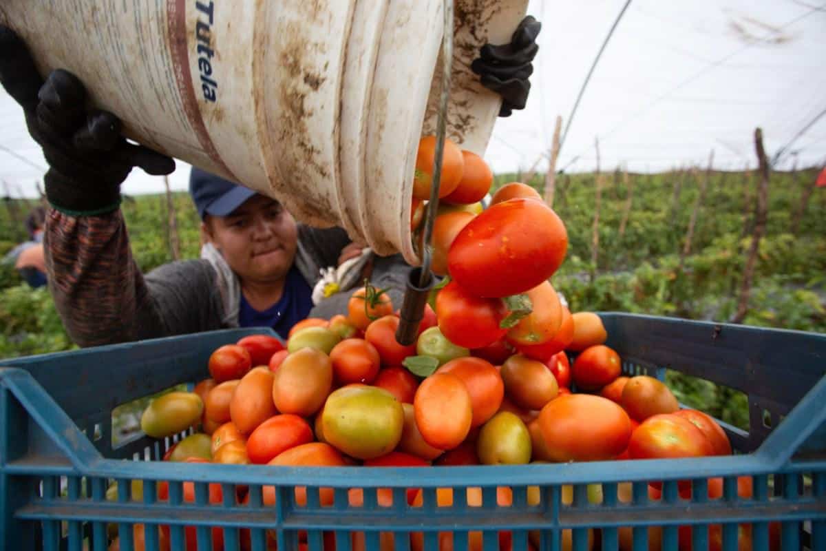 Imposición de costos mínimos en tomate divide opiniones