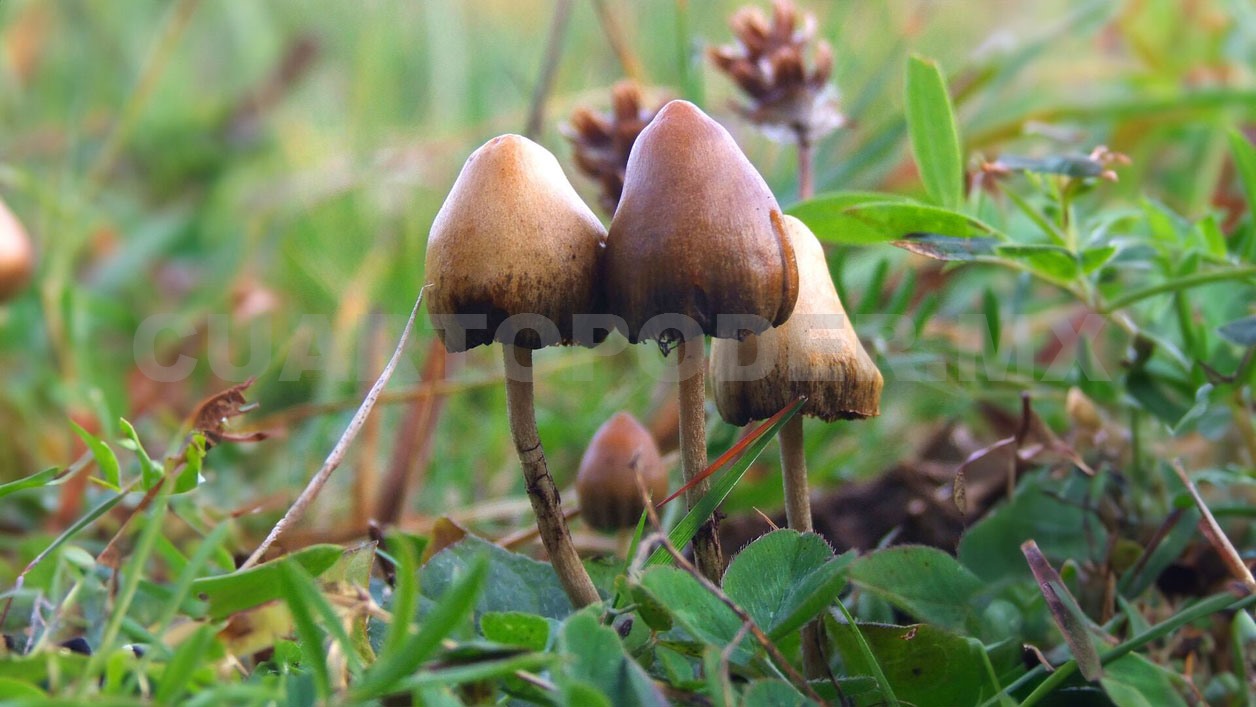 Ya pocos reconocen los hongos tóxicos y los comestibles
