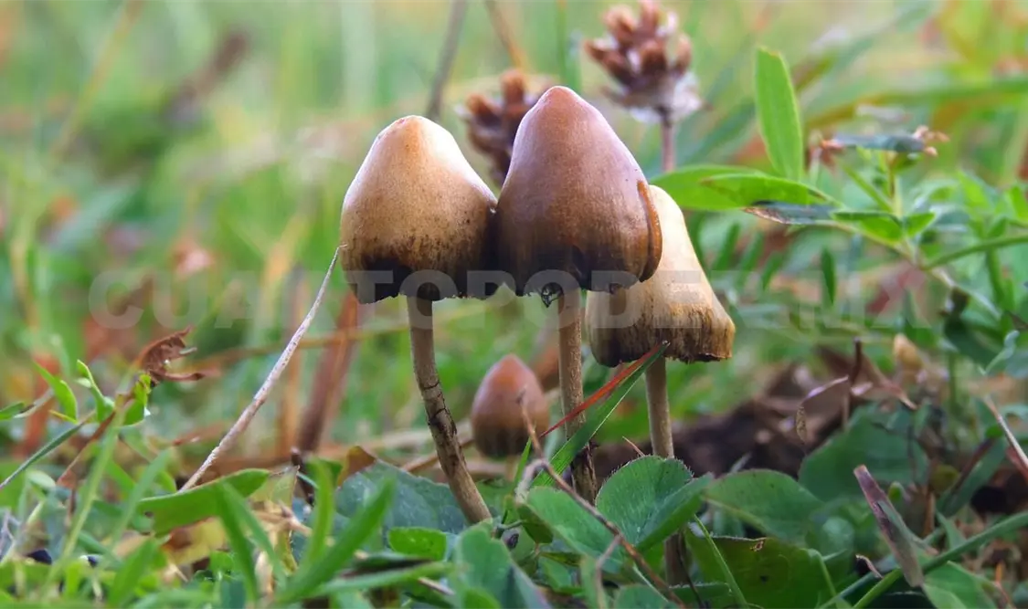 Los hongos, debido a su vasta y fascinante diversidad, son difíciles de identificar. Diego Pérez CP
