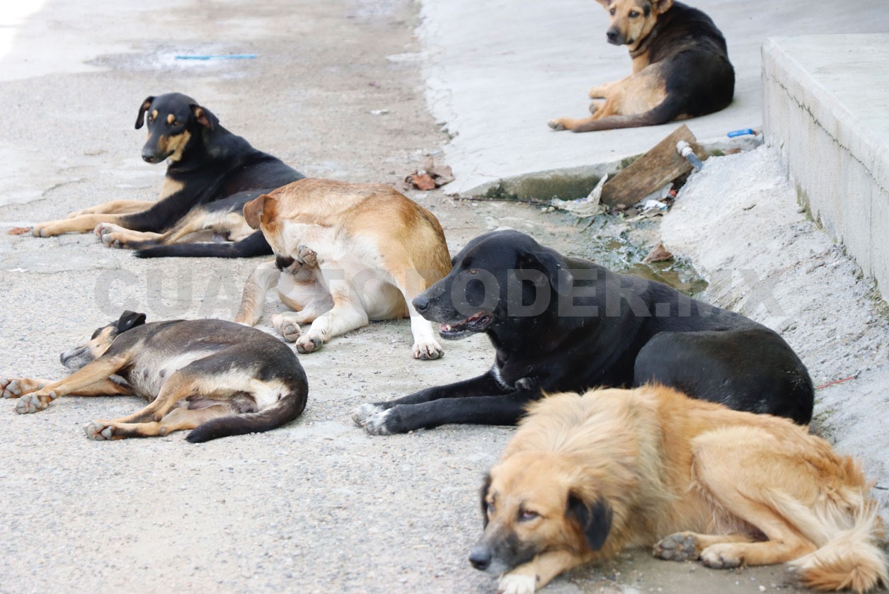Perros callejeros: un problema de salud