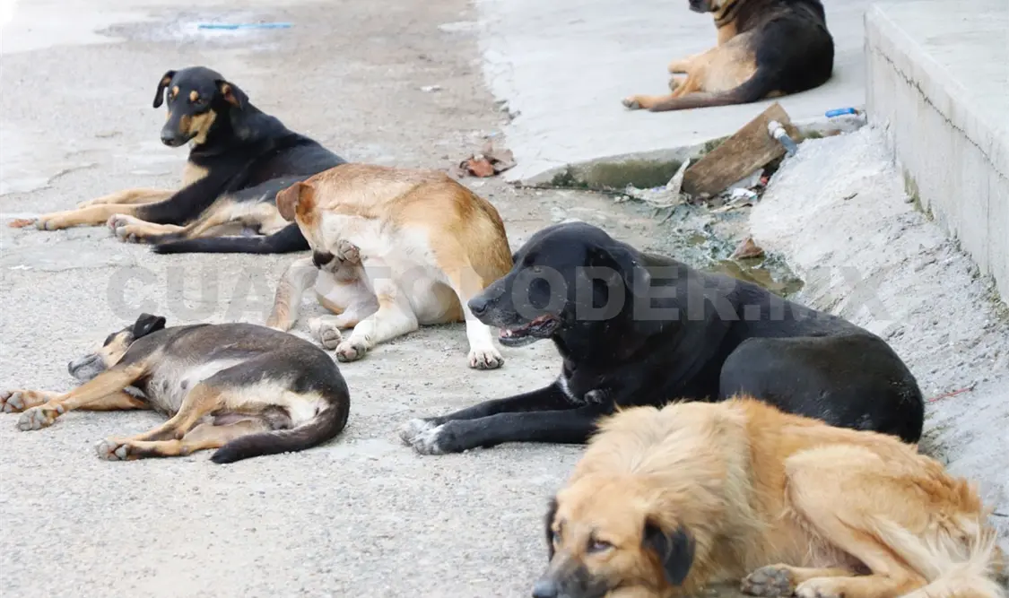 Las sanciones administrativas van desde cinco a cien UMAs por maltrato animal. Carlos López / CP