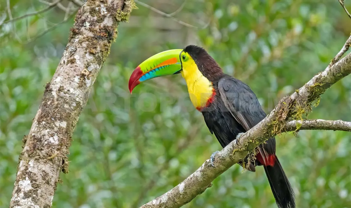 En la reserva se pueden observar tucanes, serpientes y, recientemente, los rastros descubiertos de un puma. Diego Pérez / CP