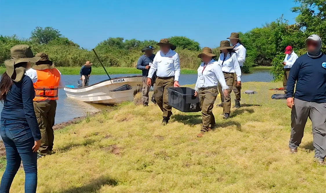 Estos reptiles fueron rescatados semanas atrás en un operativo contra el tráfico ilegal de vida silvestre. Carlos Pérez / CP