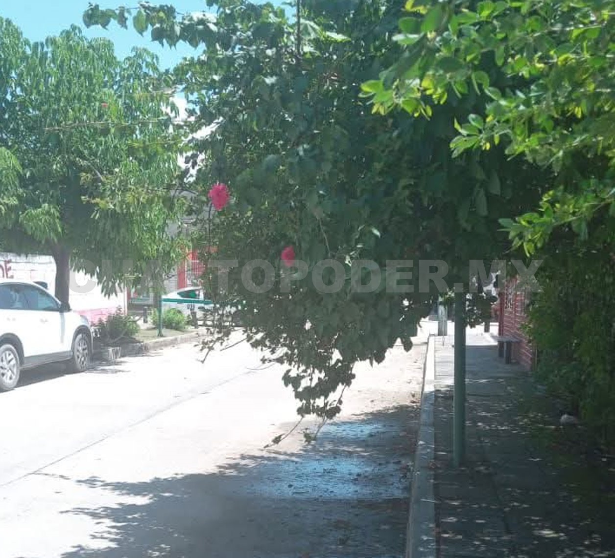 Árboles crecidos tapan circulación vehicular