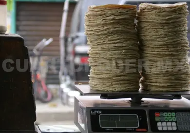 En 6 meses podría bajar el precio de la tortilla