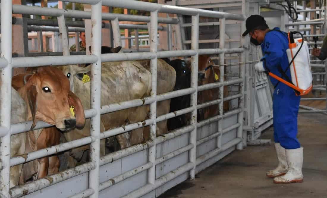 Lanzan estrategia para combatir al gusano barrenador