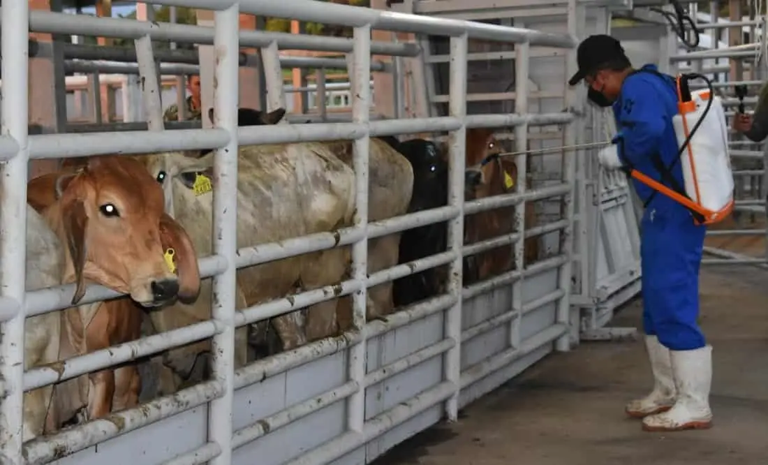 Se contratará a más de 100 especialistas para reforzar acciones de erradicación del gusano barrenador en el sur-sureste del país. Cortesía