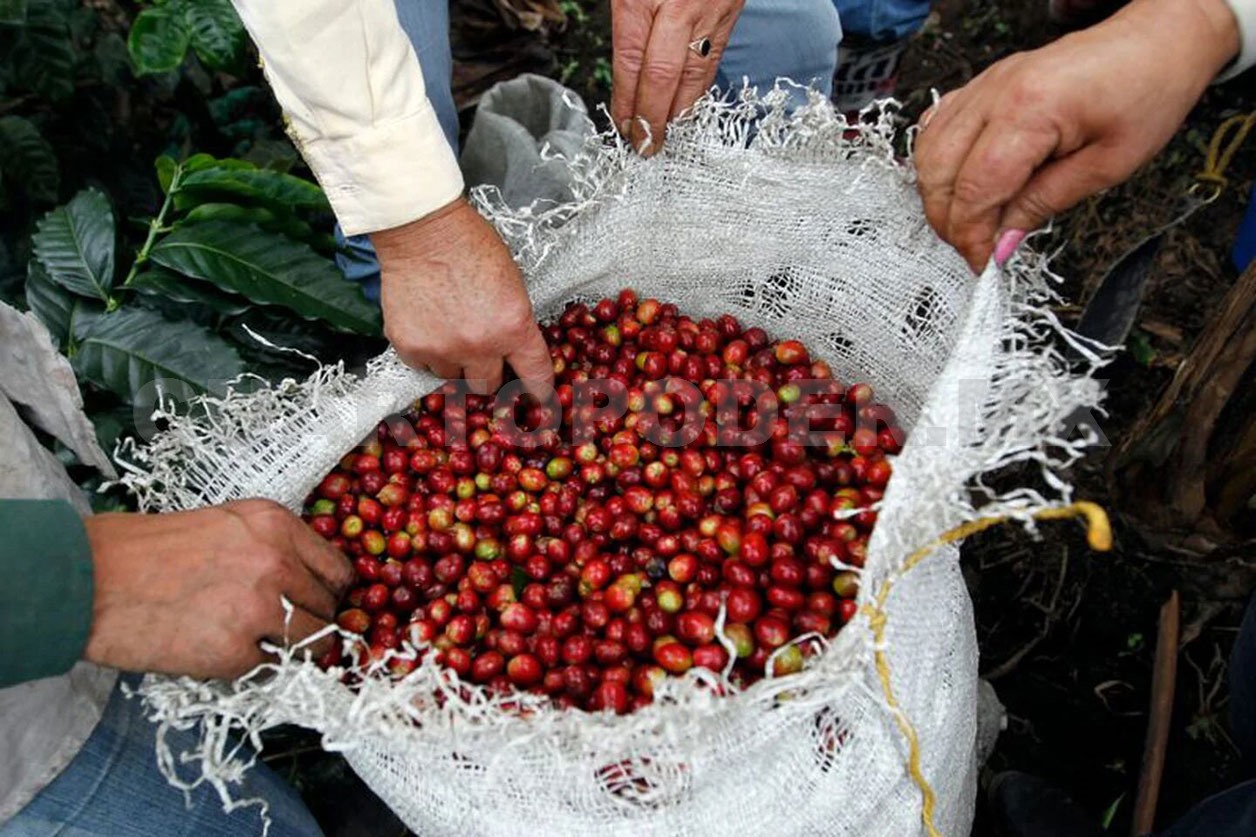Café se vende a precios altos