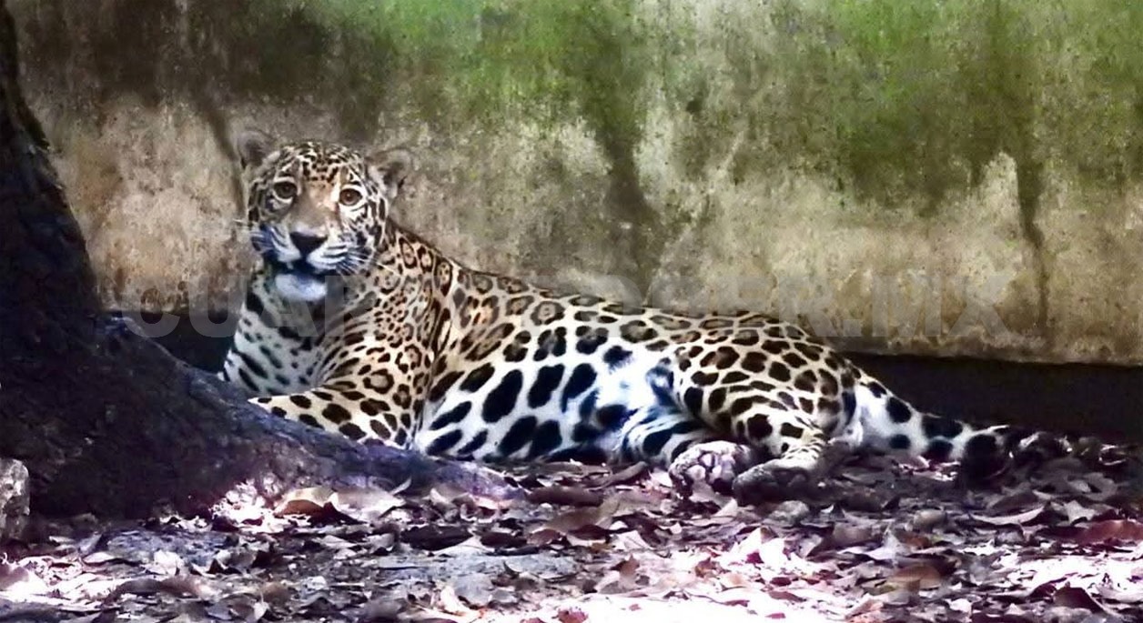 Un nuevo rugido llega al corazón del ZooMAT