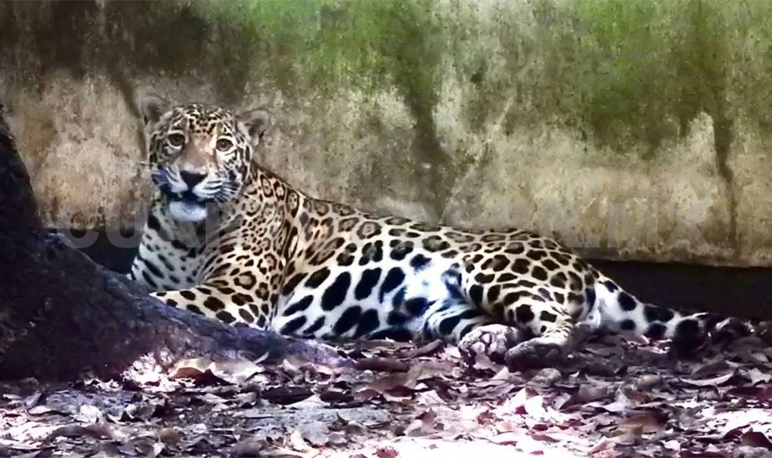 El animal se mantiene en cuarentena, bajo constante observación para evaluar su estado de salud y garantizar su bienestar. CP