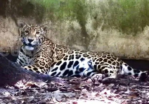 Un nuevo rugido llega al corazón del ZooMAT