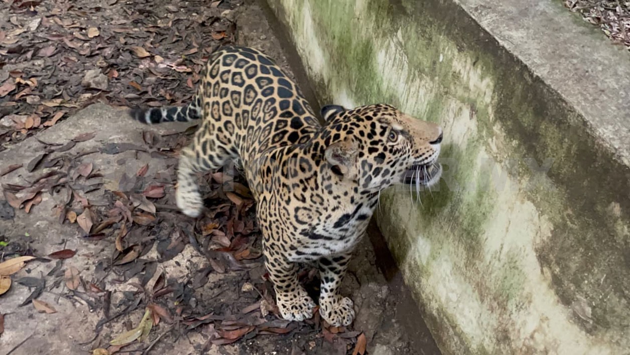 Jaguar decomisado no se liberará; iría a exhibición
