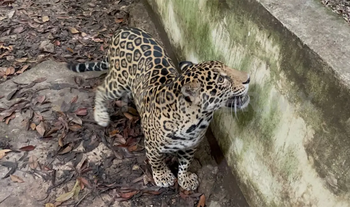 Se descartó la liberación del felino, debido a que este proceso implica tener la certeza del linaje y la genética del animal. Cortesía