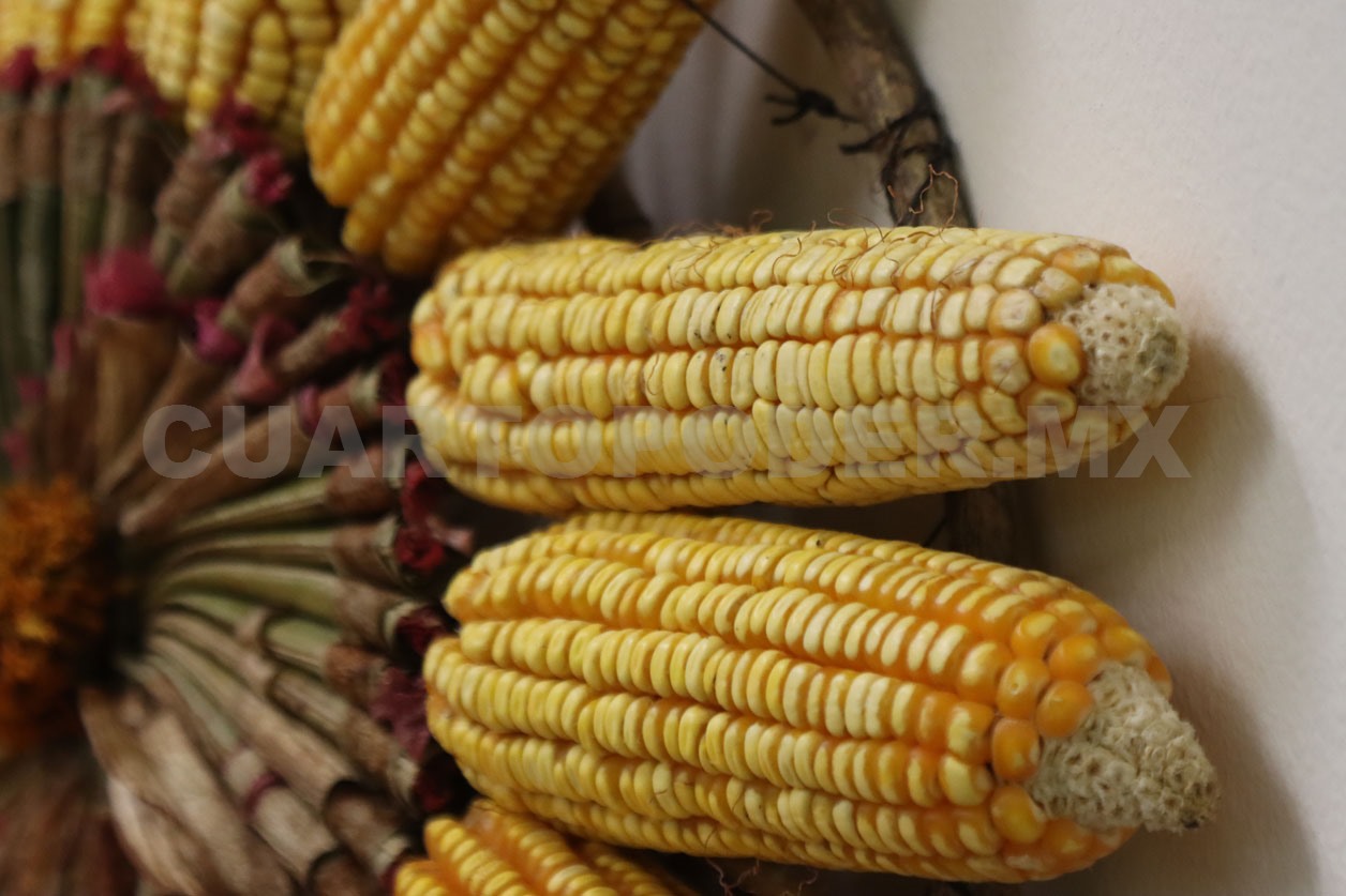 Campesinos sostienen herencia del maíz criollo