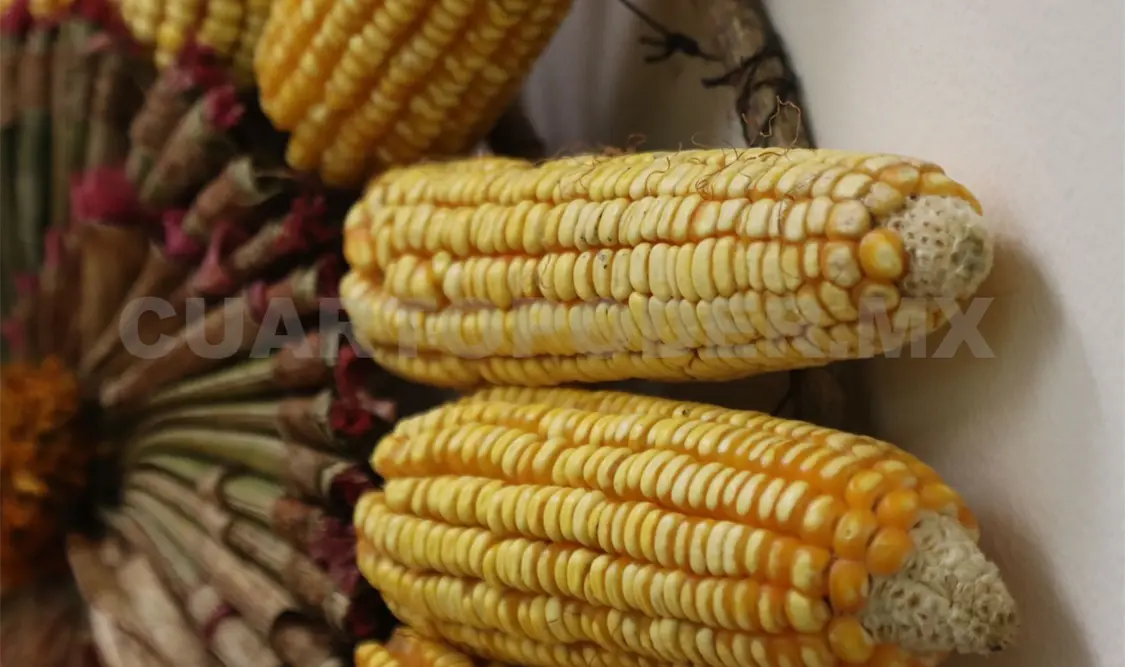 El maíz criollo es de gran valor cultural y nutritivo. Diego Pérez / CP