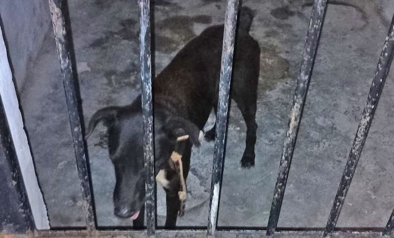Encarcelan a perro tras morder a tres personas