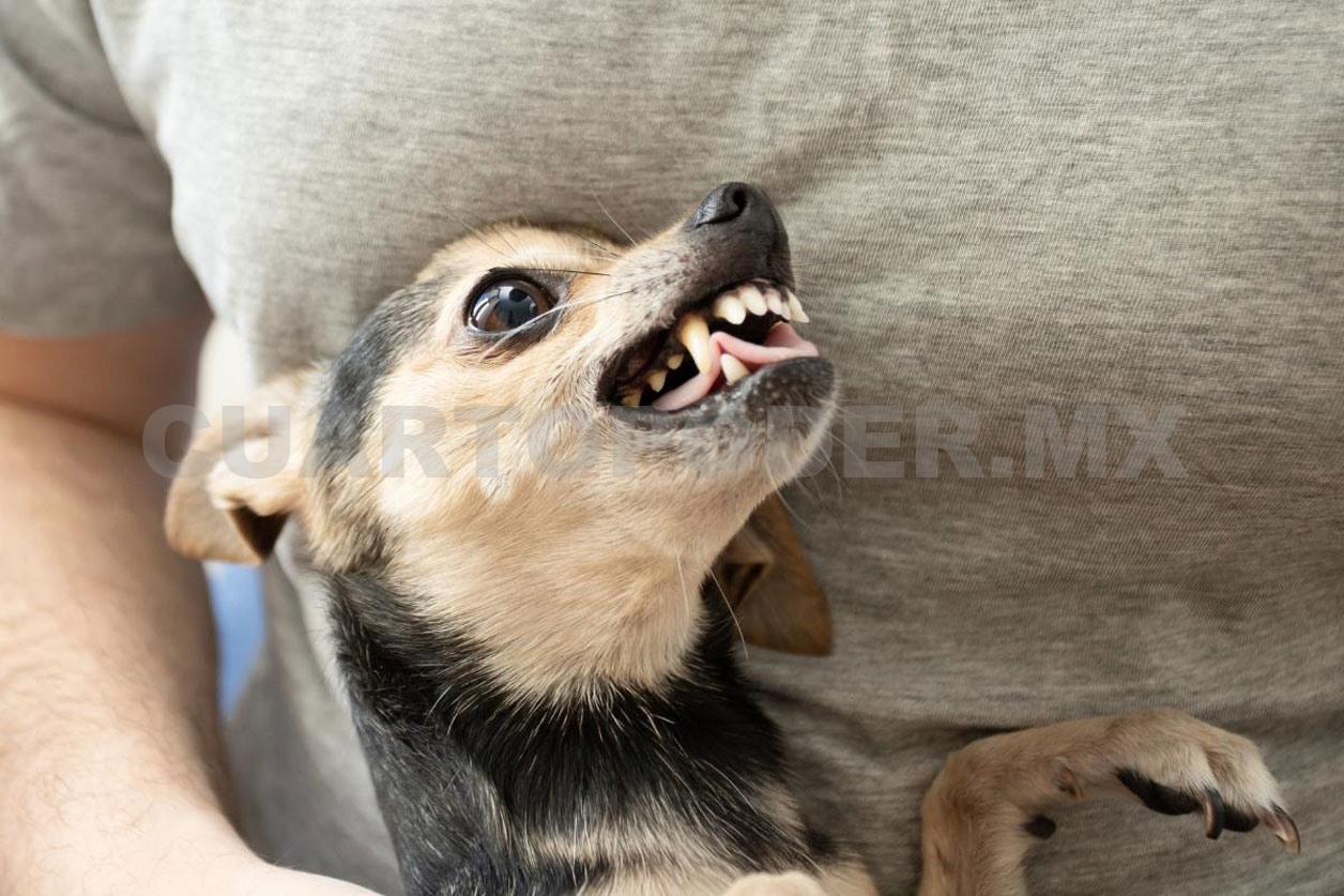 Desmitifican agresividad del pitbull