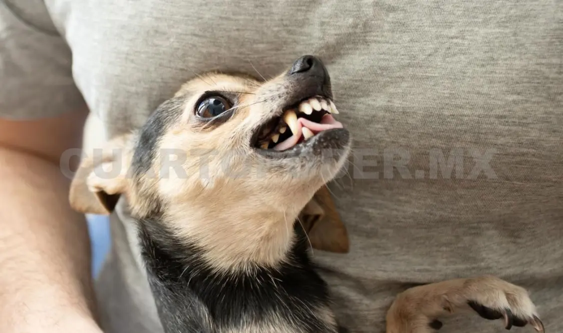Lo que define el carácter de un perro no es la raza, sino el cuidado de sus humanos. Cortesía