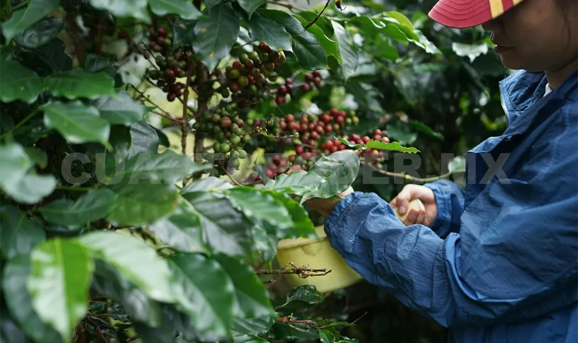 El productor dijo que aún con este panorama siguen trabajando ante los precios altos que presenta el café. Diego Pérez / CP