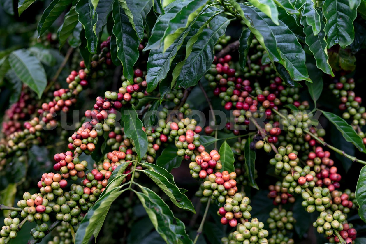 Cambio climático afecta procesos del café