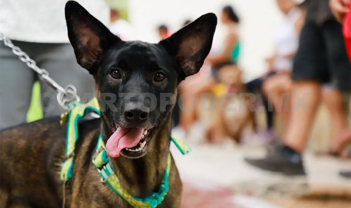 Habrán campañas de vacunación antirrábica para los perros. Cortesía