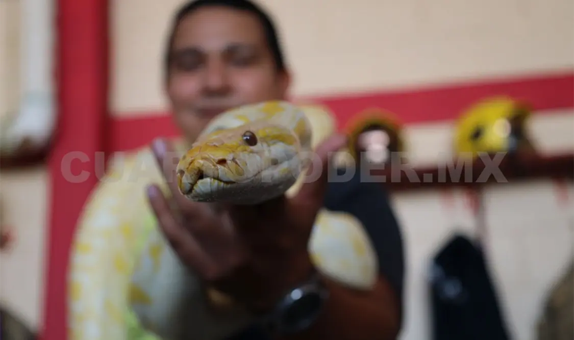 La amplia presencia de especies venenosas en territorio chiapaneco es uno de los factores. Cortesía