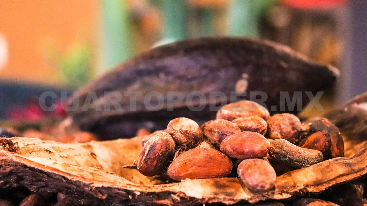 Programas incentivan producción de cacao