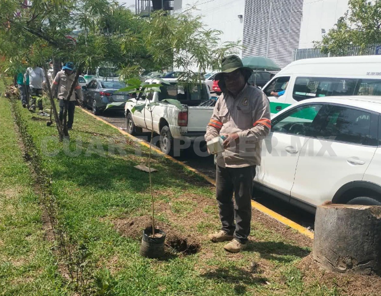 Realizan intensa jornada de reforestación