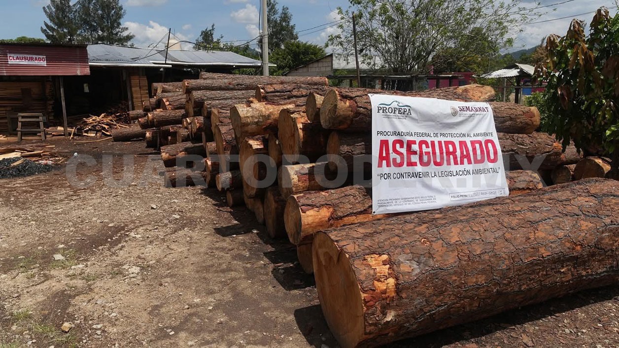 Comitán, Altamirano y Ocosingo, sitios de tala ilegal