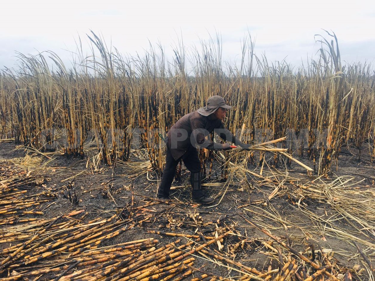Chiapas, entre los principales productores de caña